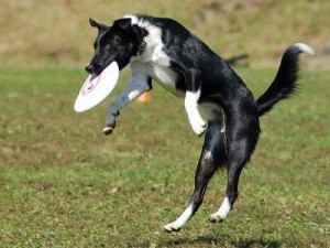 Border Collie