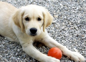 Golden Retriever