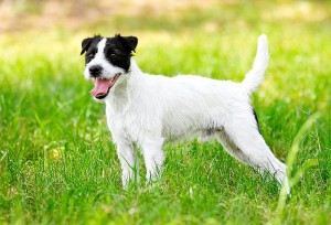 Parson Russell Terrier