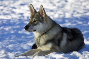 Nordische Rassen brauchen vor allem im Winter viel Bewegung.