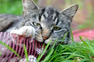 Katzen brauchen hochwertiges Futter