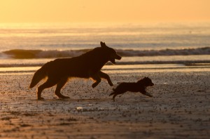 Von Oktober bis März dürfen Hunde ohne Leine am Strand spielen.