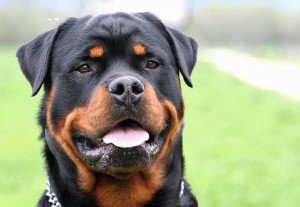 auch der Rottweiler ist auf vielen Rasselisten zu finden