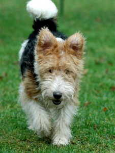 Fox Terrier müssen regelmäßig getrimmt werden, keinesfalls geschoren.