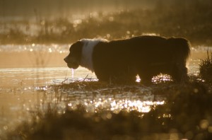 Spaziergänge in den Morgen- oder Abendstunden und kühlendes Wasser helfen Langhaar-Rassen durch den Sommer