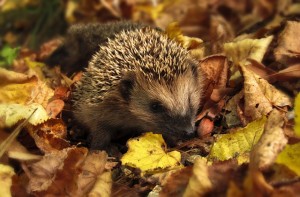 Igel © monicore (985315) – pixabay.com