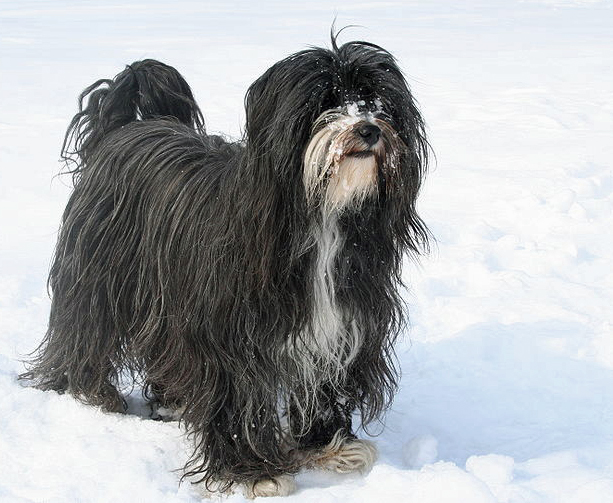 Fellpflege bei Hunden Tipps für ein schöneres Fell Tierfreund