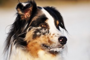 Australian Shepherd