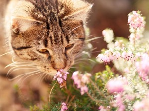 Tiere sprechen gut auf Naturheilmittel an. © Chiemsee2016, pixabay.com 