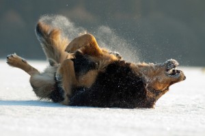 Viele Hunde lieben den Schnee.