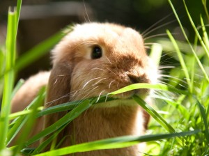 Auch auf Kaninchen können Menschen allergisch reagieren.