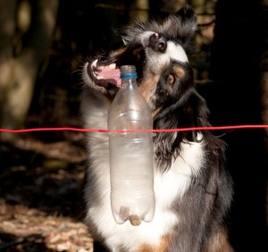 Flaschendrehspiel: wie kommt man an das Leckerlie in der Flasche?