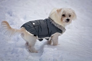 Einige Hunde fühlen sich im Winter mit Mantel deutlich wohler.