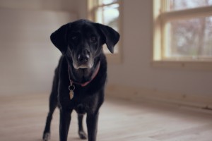 Wichtig: Der Hund muss sich im Büro wohlfühlen. (Bild: Henry Majoros – Unsplash)