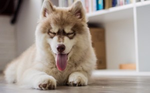  Ja, er ist unglaublich niedlich. Aber ein Bürohund ist noch aus anderen Gründen eine gute Idee. Quelle: Pixabay 