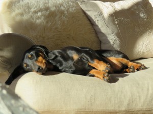 Das Sofa sollte bei Allergikern für den Hund tabu sein.