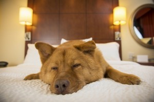 Mit dem Hund ins Luxushotel? Nichts ist unmöglich. Foto: fotolia.com © Michael Pettigrew