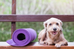 Einem Wellnessurlaub mit Hund steht nichts im Wege. Foto: fotolia.com © tatomm