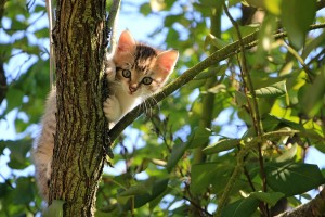 Katzen brauchen Abwechslung und Beschäftigung.