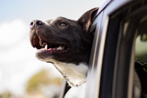 Einen Hund im Auto nicht ausreichend zu sichern, kann strafrechtliche Konsequenzen haben.
