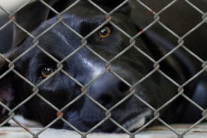 Tausende Tiere werden jedes Jahr in Tierheimen aus vielen unterschiedlichen Gründen abgegeben. Die Wartezeit auf einen neuen Besitzer tut den Tieren nicht gut. 