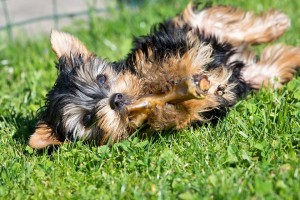 Eine gute Ernährung ist vielen Hundebesitzern wichtig.