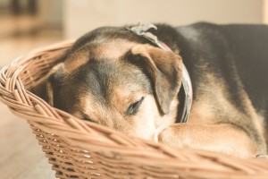 Wenn der Hund älter wird, bleiben die Krankheiten nicht aus.