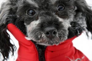 Für einige Hunde ist warme Bekleidung im Winter sinnvoll.