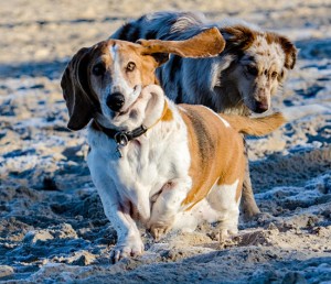 Erstmals beschrieben wurde das Wobbler-Syndrom beim Basset.