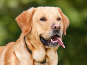 Es sind vor allem große Hunderassen vom Wobbler-Syndrom betroffen.
