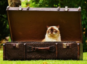 Katzen können ihre Menschen meist nicht in den Urlaub begleiten.