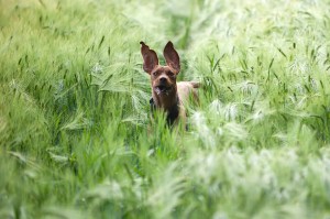 Schadet Hunden Getreide?