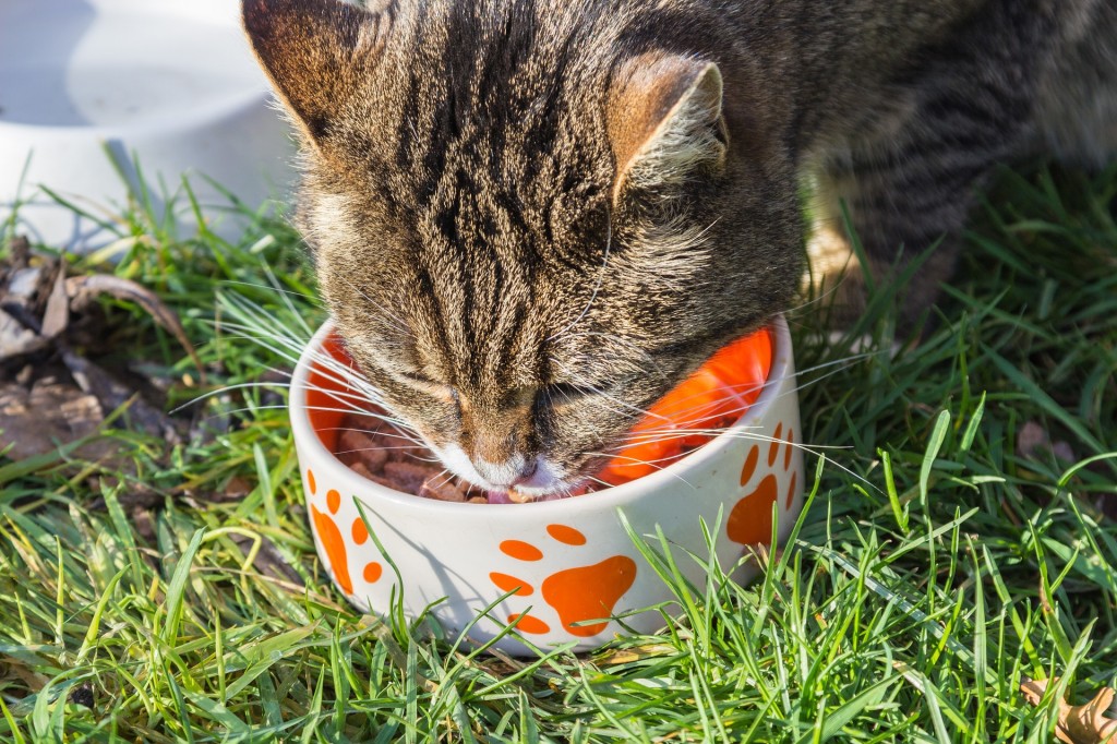 Auch wenn Trockenfutter vor allem im Außenbereich praktisch ist, gilt: Nur wenn die Katze ausreichend trinkt, ist Trockenfutter in Maßen eine Alternative zum Nassfutter. pixabay.com © meineresterampe (Creative Commons CC0) 