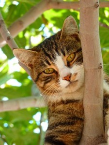 Ein Baum ist für eine Katze zum klettern und Krallen wetzen wichtig, Wohnungskatzen brauchen daher einen guten Kratzbaum.