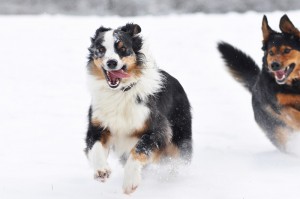 Viele Hunde lieben es, im Schnee zu toben.