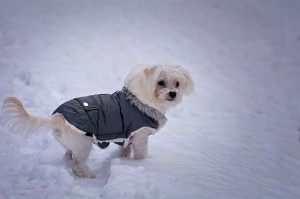 Hunde mit wenig Unterwolle können bei kalten Temperaturen einen Mantel brauchen.