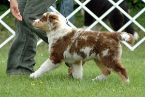 Hundeausstellungen auf Haustiermessen werden gerne genutzt, um seine Traumrasse besser kennen zu lernen.