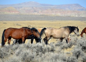 Mustangs üben eine besondere Faszination aus. 