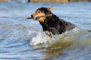 Am Strand und in den Wellen toben - ein Traumurlaub für Hunde.