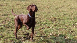 Hunde brauchen Auslauf und Aufmerksamkeit gleichermaßen. 