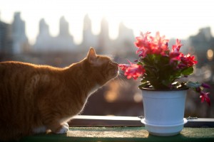 Einige beliebte Wohnungspflanzen sind für Katzen hochgiftig.