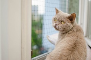 Ein Fensternetz kann Leben retten.