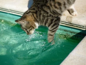 Obwohl die meisten Katzen wasserscheu sind, können Wannen, Pools und Toiletten schnell zur Todesfalle werden.
