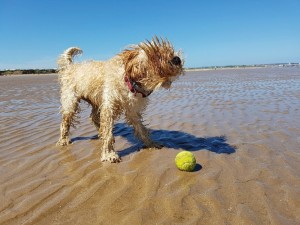 Was für ein nasser Spaß: An Nord- und Ostsee verleben Hunde mit ihren Besitzern eine tolle Urlaubssaison.