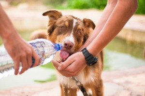 Bei Hitze muss auch für den Hund Wasser mitgenommen werden.