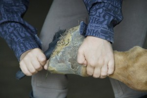 Die Pferdepflege und die sorgsame Behandlung vor und nach dem Reiten gehören zu den Aufgaben der Mitreiter bei einer Reitbeteiligung.