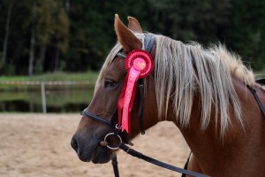 Mit einem Reitabzeichen können Reiter ihre Reitkenntnisse nachweisen.