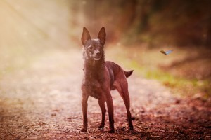 Spaziergänge tun auch alten Hunden gut.