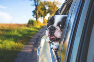 Hunde müssen bei Autofahrten gesichert werden.