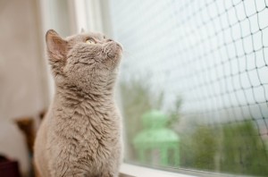 Fenster und Balkone müssen gesichert werden.